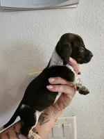 Brindle pie, a male Miniature Dachshund for sale in Iowa Falls, IA – 2 of 4