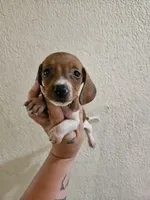 Red piebald male, a male Miniature Dachshund for sale in Iowa Falls, IA – 4 of 5