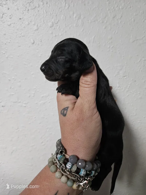 Black brindle point male – Miniature Dachshund puppy for sale in Iowa Falls, IA