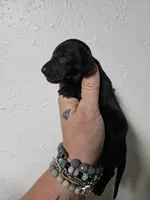 Photo of Black brindle point male