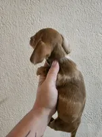 Chocolate dapple piebald, a male Miniature Dachshund for sale in Iowa Falls, IA – 3 of 5