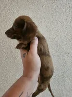 Chocolate dapple, a male Miniature Dachshund for sale in Iowa Falls, IA – 3 of 5