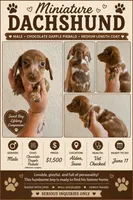Chocolate dapple piebald, a male Miniature Dachshund for sale in Iowa Falls, IA – 1 of 5