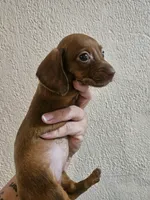 Red medium coat, a female Miniature Dachshund for sale in Iowa Falls, IA – 3 of 5