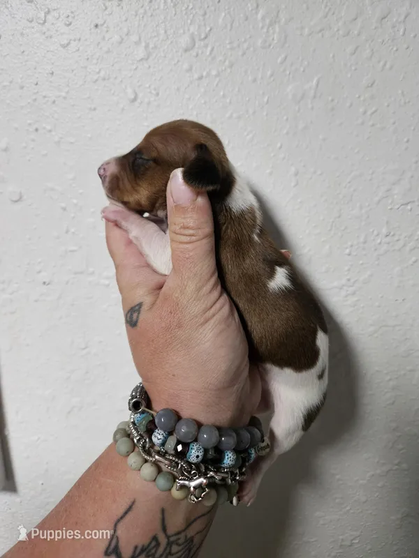 Red piebald male – Miniature Dachshund puppy for sale in Iowa Falls, IA