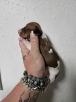 Photo of Red piebald male