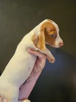 Red piebald dapple male, a male Miniature Dachshund for sale in Iowa Falls, IA – 2 of 5