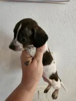 Brindle piebald , a male Miniature Dachshund for sale in Iowa Falls, IA – 2 of 6