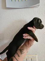 Black brindle girl, a female Miniature Dachshund for sale in Iowa Falls, IA – 4 of 5