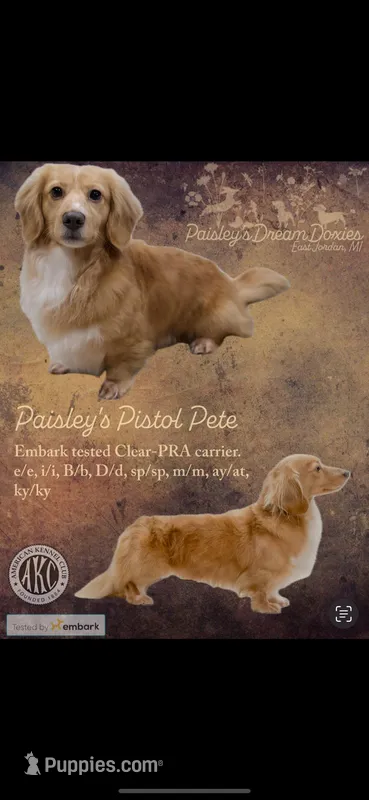 Pete – Miniature Dachshund puppy for sale in Iowa Falls, IA