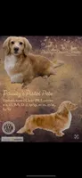 Pete, a male Miniature Dachshund for sale in Iowa Falls, IA – 1 of 1