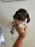 Brindle pie, a male Miniature Dachshund for sale in Iowa Falls, IA – 1 of 4