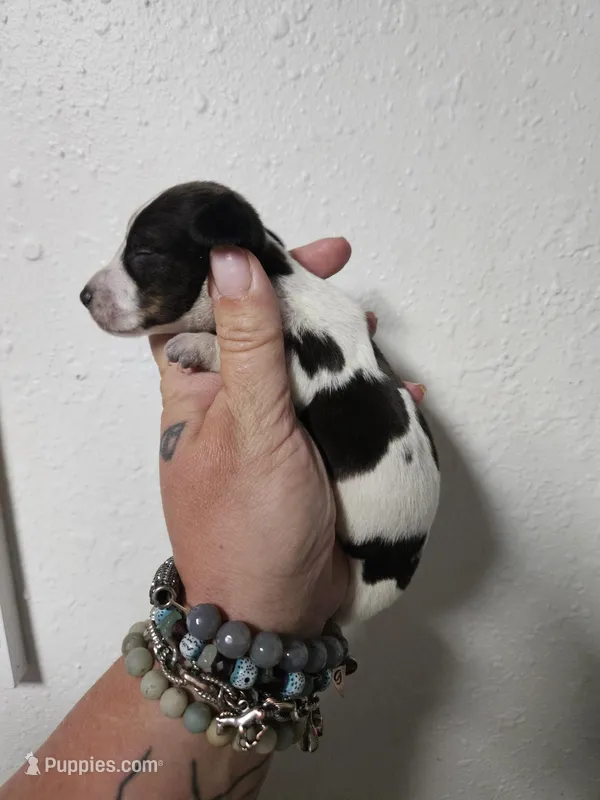 Tri color piebald male – Miniature Dachshund puppy for sale in Iowa Falls, IA