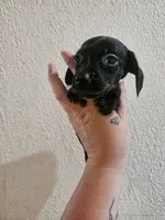 Black brindle, a female Miniature Dachshund for sale in Iowa Falls, IA – 2 of 5