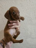 Red medium coat, a female Miniature Dachshund for sale in Iowa Falls, IA – 4 of 5