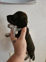 Brindle pie, a male Miniature Dachshund for sale in Iowa Falls, IA – 3 of 4