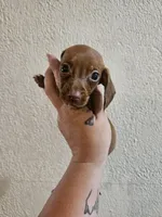 Red medium coat, a female Miniature Dachshund for sale in Iowa Falls, IA – 5 of 5