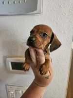 Shaded red male, a male Miniature Dachshund for sale in Iowa Falls, IA – 3 of 5