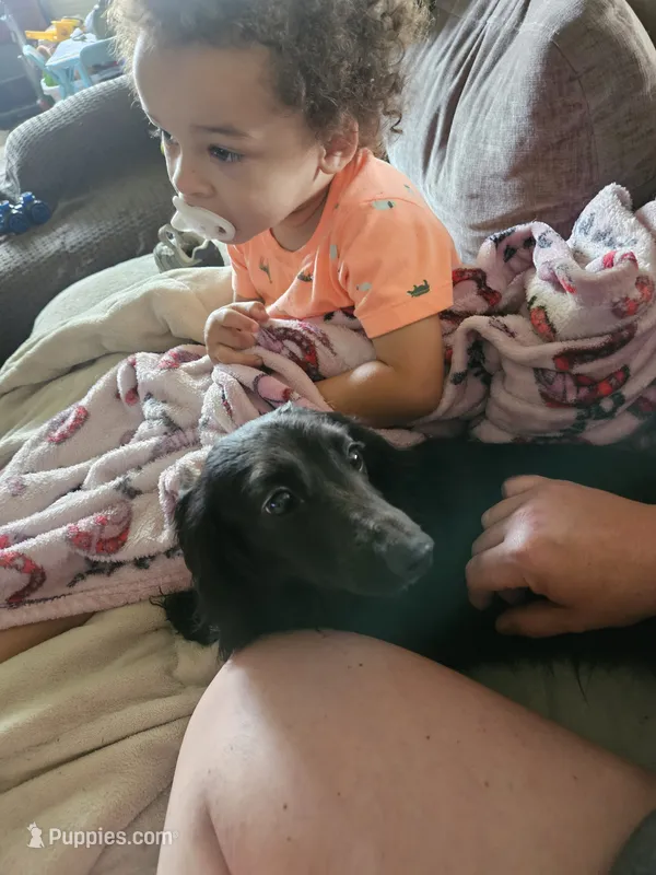 Sashi solid black  – Miniature Dachshund puppy for sale in Iowa Falls, IA