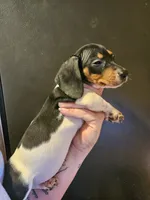 Tri color piebald , a female Miniature Dachshund for sale in Iowa Falls, IA – 3 of 4