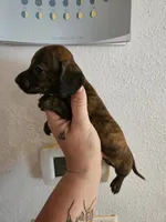 Brindle girl, a female Miniature Dachshund for sale in Iowa Falls, IA – 3 of 4