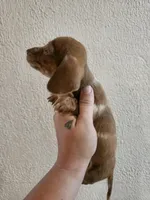 Chocolate dapple piebald, a male Miniature Dachshund for sale in Iowa Falls, IA – 4 of 5
