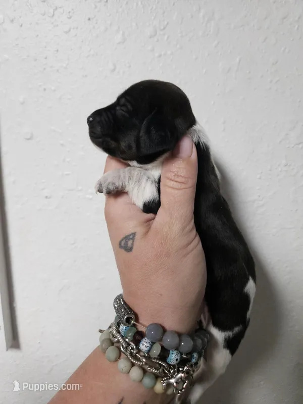 Tri piebald male 2 – Miniature Dachshund puppy for sale in Iowa Falls, IA