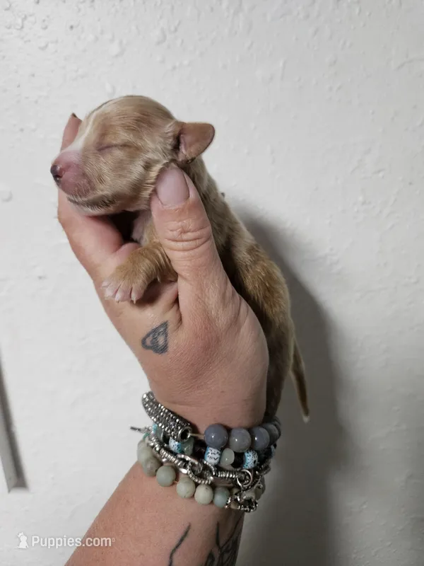 Cream male – Miniature Dachshund puppy for sale in Iowa Falls, IA