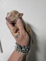 Cream male, a male Miniature Dachshund for sale in Iowa Falls, IA – Photo 1 of 3