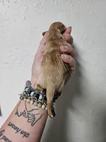 Cream male, a male Miniature Dachshund for sale in Iowa Falls, IA – Photo 2 of 3