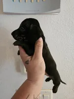 Black brindle point male, a male Miniature Dachshund for sale in Iowa Falls, IA – 2 of 5