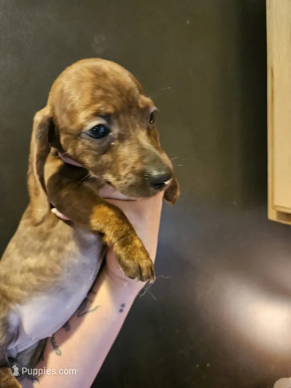 Brindle girl – Miniature Dachshund puppy for sale in Iowa Falls, IA