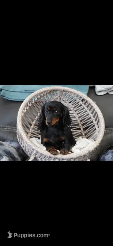 Patty – Miniature Dachshund puppy for sale in Iowa Falls, IA