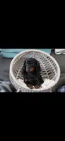 Patty, a female Miniature Dachshund for sale in Iowa Falls, IA – 1 of 2