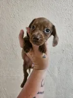 Chocolate dapple, a male Miniature Dachshund for sale in Iowa Falls, IA – 2 of 5