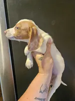 Red piebald dapple male, a male Miniature Dachshund for sale in Iowa Falls, IA – 5 of 5