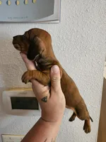 Shaded red male, a male Miniature Dachshund for sale in Iowa Falls, IA – 2 of 5