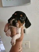 Black and tan pie girl, a male Miniature Dachshund for sale in Iowa Falls, IA – 3 of 4
