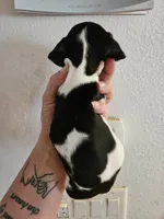 Black and tan pie girl, a male Miniature Dachshund for sale in Iowa Falls, IA – 1 of 4