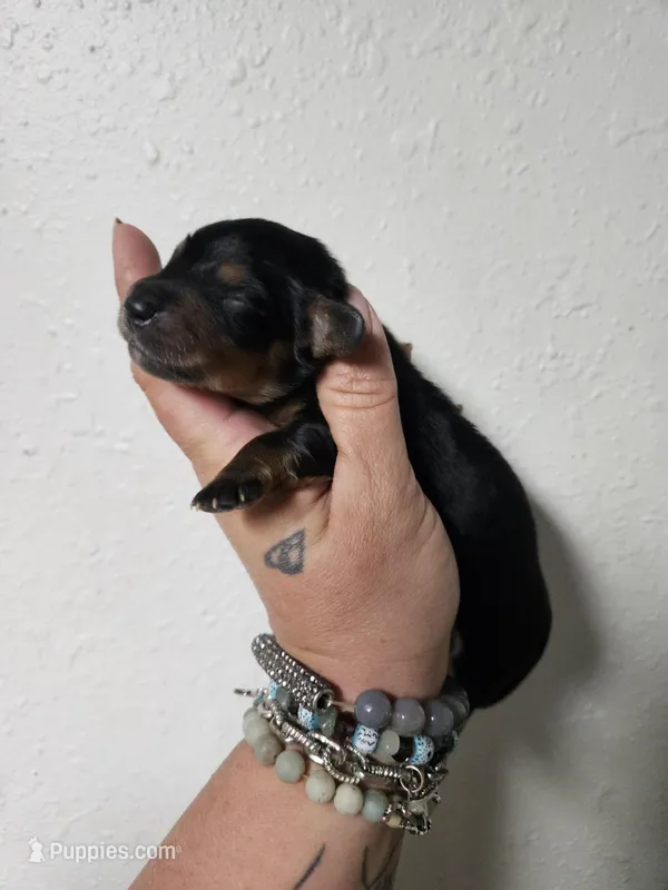 Black and tan – Miniature Dachshund puppy for sale in Iowa Falls, IA