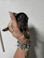 Black and tan, a male Miniature Dachshund for sale in Iowa Falls, IA – Photo 3 of 3