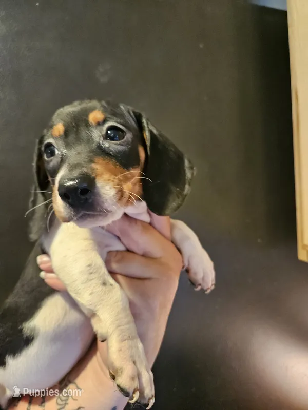 Tri color piebald  – Miniature Dachshund puppy for sale in Iowa Falls, IA