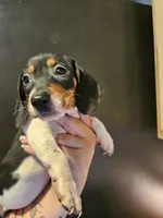 Tri color piebald , a female Miniature Dachshund for sale in Iowa Falls, IA – 1 of 4