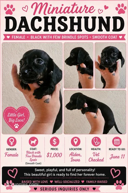 Black brindle – Miniature Dachshund puppy for sale in Iowa Falls, IA