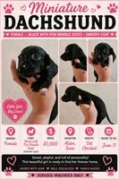Black brindle, a female Miniature Dachshund for sale in Iowa Falls, IA – 1 of 5