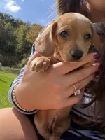 Red collar , a female Miniature Dachshund for sale in Owatonna, MN – 3 of 3