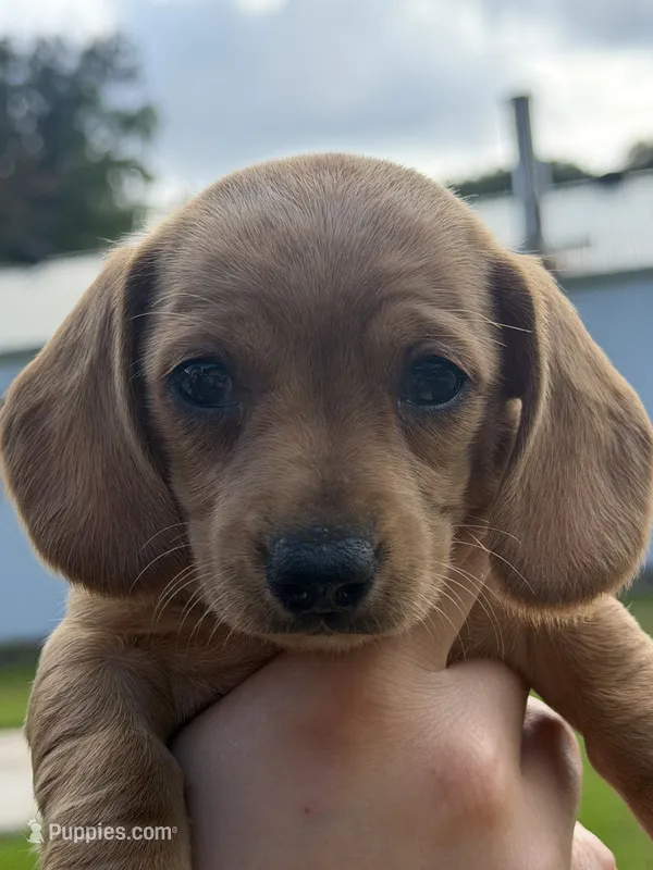Red collar , a female Miniature Dachshund for sale in Owatonna, MN – 1 of 3