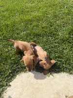 Red collar , a female Miniature Dachshund for sale in Owatonna, MN – 2 of 3