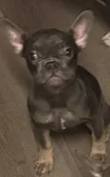 Tank, a male French Bulldog for sale in Los Angeles, CA – 1 of 4