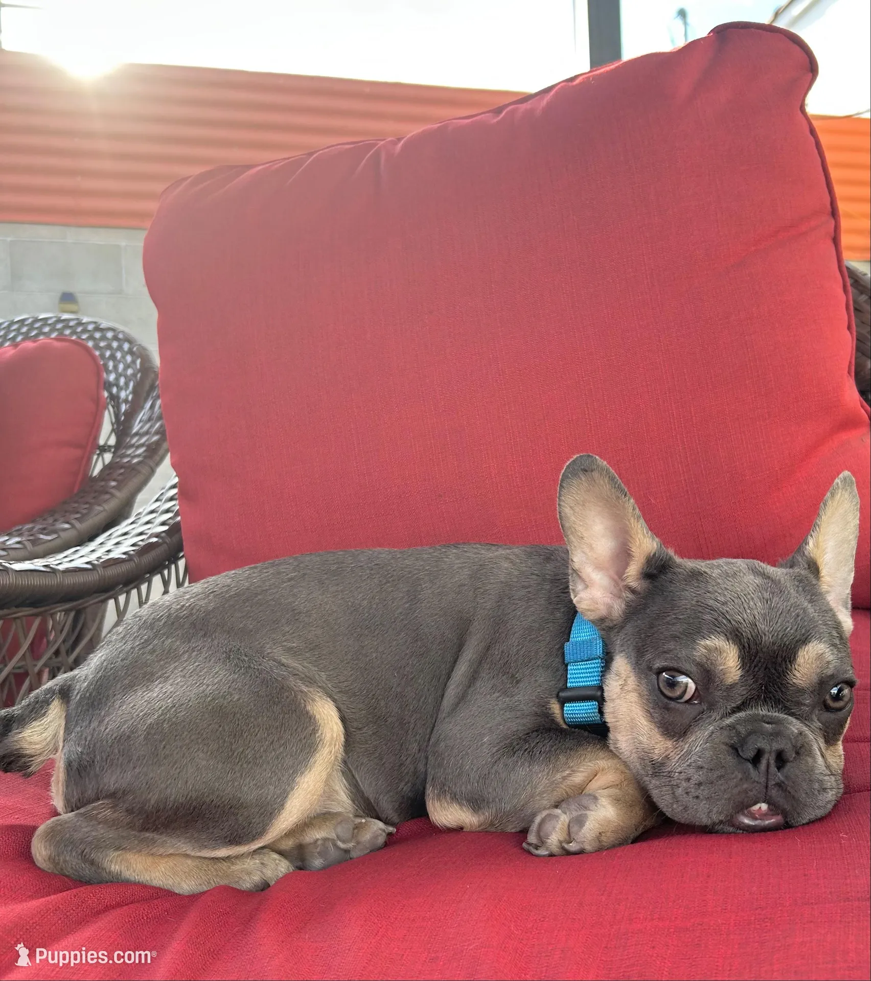 Buddy, a male French Bulldog for sale in Los Angeles, CA – Photo 9 of 9